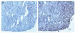DDK Antibody in Immunohistochemistry (IHC)