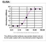 PPM1D Antibody in ELISA (ELISA)
