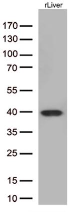 Arginase 1 (ARG1) Antibody in Western Blot (WB)