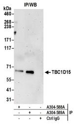 TBC1D15 Antibody in Immunoprecipitation (IP)