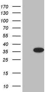 TCEANC2 Antibody in Western Blot (WB)