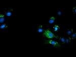 TCP11L2 Antibody in Immunocytochemistry (ICC/IF)