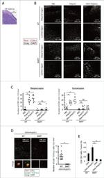 TCR V alpha 2 Antibody in Immunocytochemistry (ICC/IF)