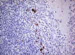 TGIF1 Antibody in Immunohistochemistry (Paraffin) (IHC (P))