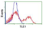 TLE1 Antibody in Flow Cytometry (Flow)