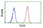 TLE2 Antibody in Flow Cytometry (Flow)