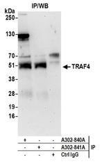 TRAF4 Antibody in Immunoprecipitation (IP)