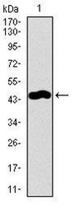 TRAFD1 Antibody in Western Blot (WB)