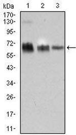 TRAFD1 Antibody in Western Blot (WB)