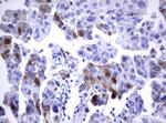 TYMS Antibody in Immunohistochemistry (Paraffin) (IHC (P))