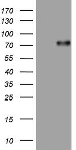 UBASH3A Antibody in Western Blot (WB)