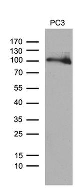 UHRF2 Antibody in Western Blot (WB)