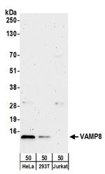 VAMP8 Antibody in Western Blot (WB)
