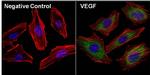 VEGF Antibody in Immunocytochemistry (ICC/IF)