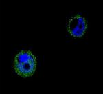 VPS52 Antibody in Immunocytochemistry (ICC/IF)