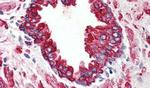 WNT5B Antibody in Immunohistochemistry (Paraffin) (IHC (P))