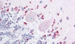WNT7A Antibody in Immunohistochemistry (Paraffin) (IHC (P))