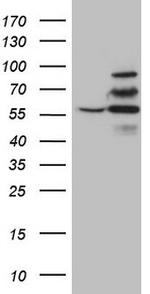 YME1L1 Antibody in Western Blot (WB)