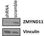 ZMYND11 Antibody