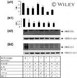 CNR2 Antibody in Western Blot (WB)