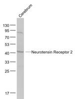Neurotensin Receptor 2 Antibody in Western Blot (WB)