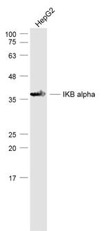 NFKBIA/IKB alpha Antibody in Western Blot (WB)
