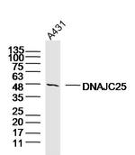 DNAJC25 Antibody in Western Blot (WB)