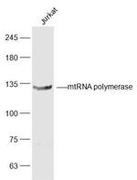 mtRNA polymerase Antibody in Western Blot (WB)