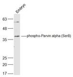 Phospho-Parvin alpha (Ser8) Antibody in Western Blot (WB)