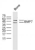 BMP7 Antibody in Western Blot (WB)