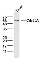Cdc25A Antibody in Western Blot (WB)