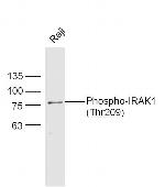 Phospho-IRAK1 (Thr209) Antibody in Western Blot (WB)