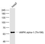 Phospho-AMPK alpha-1 (Thr198) Antibody in Western Blot (WB)