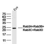 Rab3A+Rab3B+Rab3C+Rab3D Antibody in Western Blot (WB)