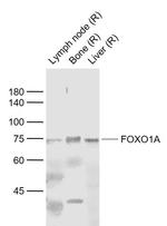 FOXO1A Antibody in Western Blot (WB)