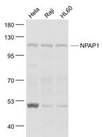 NPAP1 Antibody in Western Blot (WB)