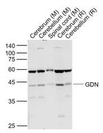 GDN Antibody in Western Blot (WB)
