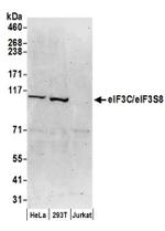 eIF3C/eIF3S8 Antibody in Western Blot (WB)