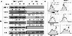 MHC Class II I-Ab Antibody in Flow Cytometry (Flow)