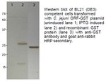 GST Tag Antibody in Western Blot (WB)