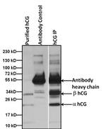 hCG Antibody in Immunoprecipitation (IP)