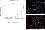 iNOS Antibody in Immunohistochemistry (IHC)