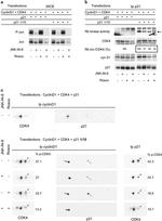 Phospho-c-Jun (Ser63) Antibody in Western Blot (WB)