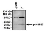 Phospho-HSP27 (Ser15) Antibody in Immunoprecipitation (IP)