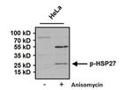 Phospho-HSP27 (Ser15) Antibody in Western Blot (WB)