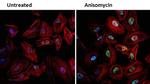 Phospho-JNK1/JNK2 (Thr183, Tyr185) Antibody in Immunocytochemistry (ICC/IF)