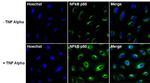 Phospho-NFkB p50 (Ser337) Antibody in Immunocytochemistry (ICC/IF)