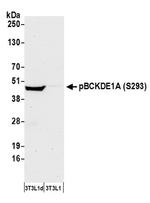 Phospho-BCKDE1A (Ser293) Antibody in Western Blot (WB)