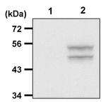 Phospho-JNK1/JNK2 (Thr183, Tyr185) Antibody in Immunoprecipitation (IP)