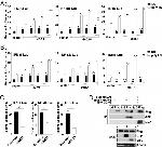 c-Myc Antibody in Western Blot, Immunoprecipitation (WB, IP)